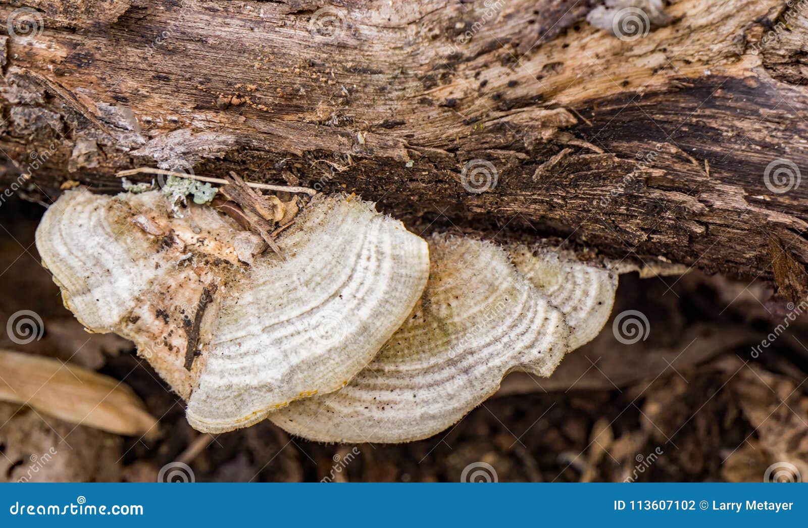 artistÃ¢â¬â¢s conk Ã¢â¬â ganoderma applanatum